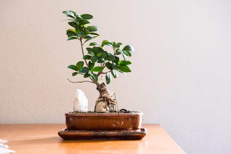 Green living inspiration