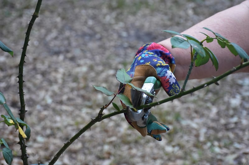 Pruning techniques