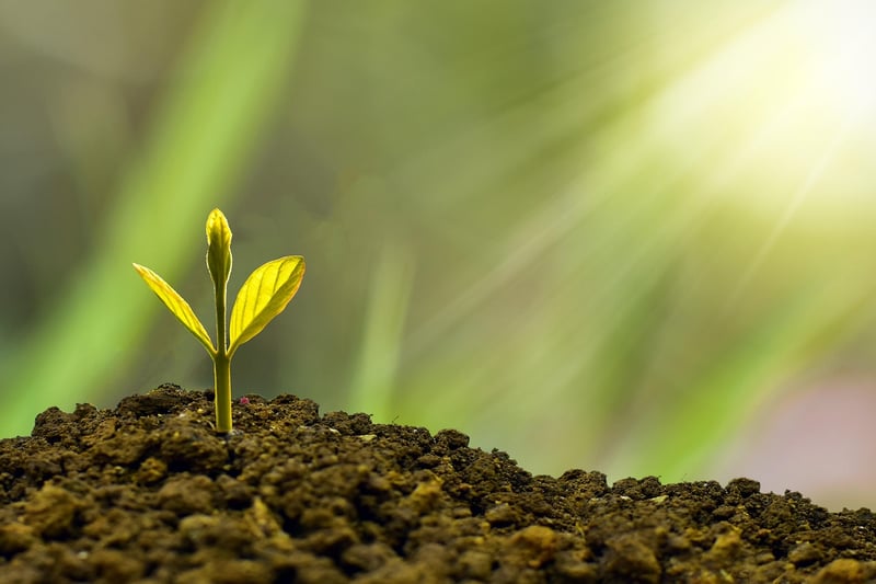 Plant Nutrition